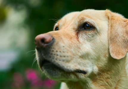 Addio a Chunk, il cane del premio Fedeltà di Camogli